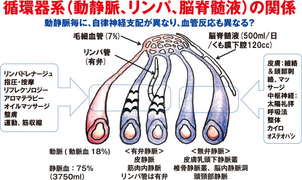 循環器系（動静脈、リンパ、脳脊髄液）の関係